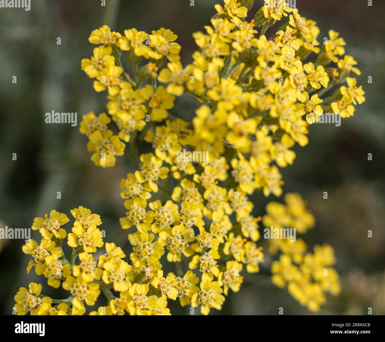 Yellow Flowers 6-14-2023 Foto Stock