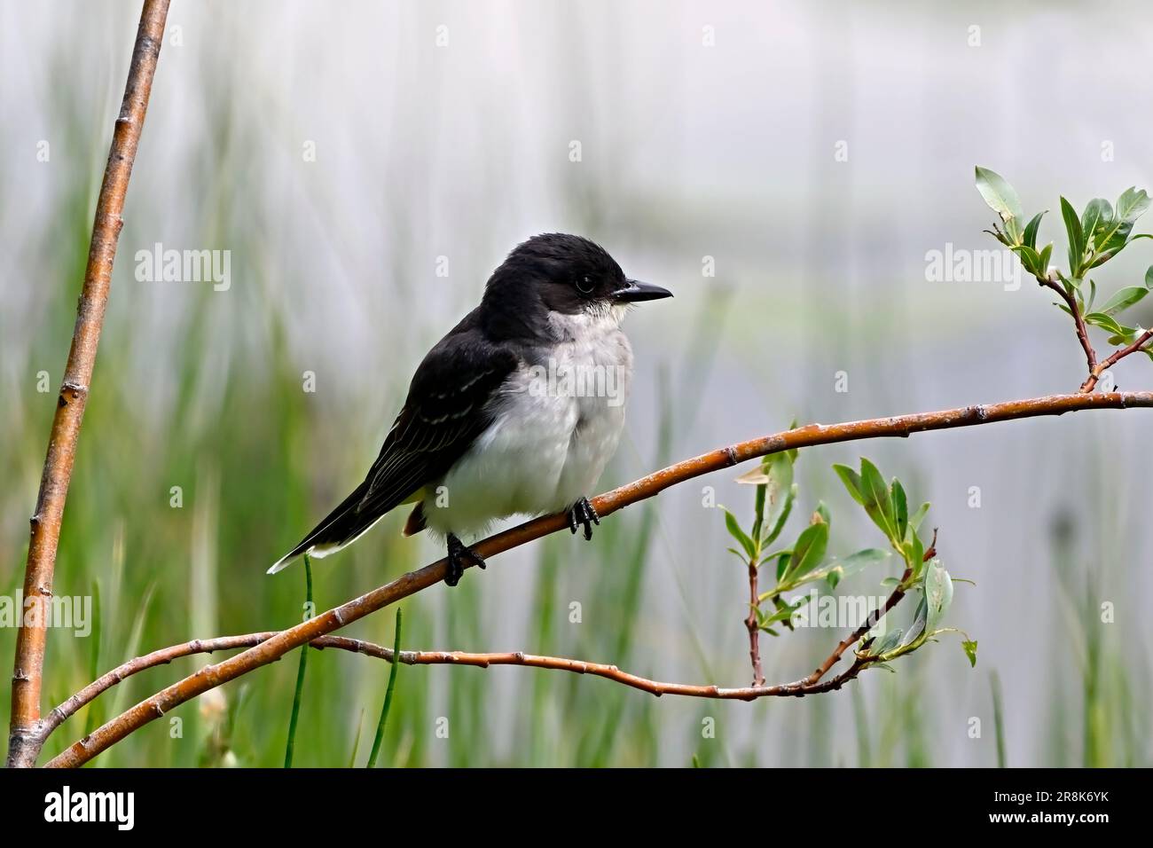 Un Eastern Kingbird, Tyrannus tyrannus, arroccato su un ramo di albero di salice che guarda per gli insetti volanti Foto Stock