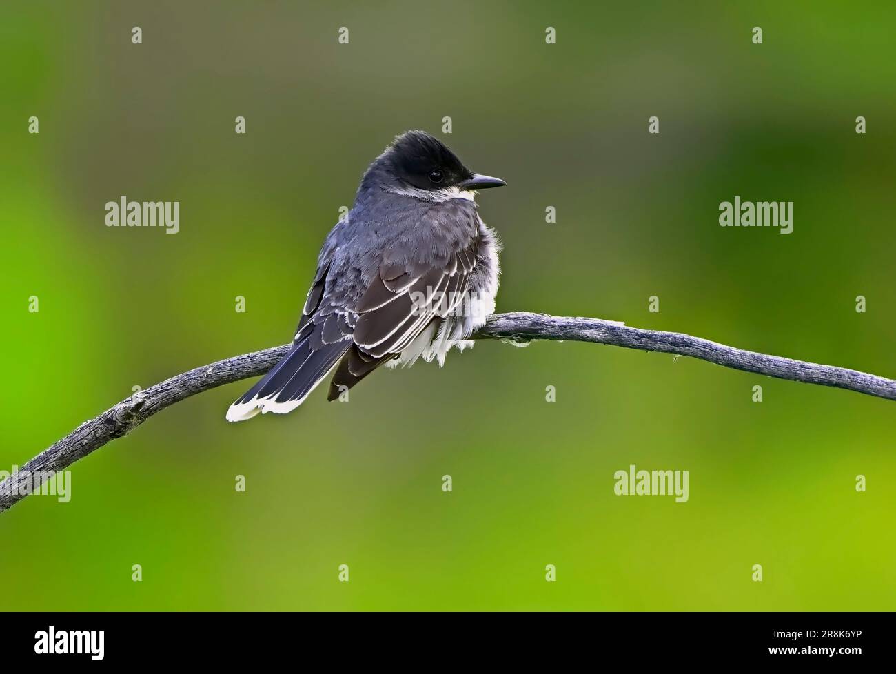 Un Kingbird orientale, Tyrannus tirannus, arroccato su un ramo morto dell'albero che guarda per gli insetti volanti Foto Stock