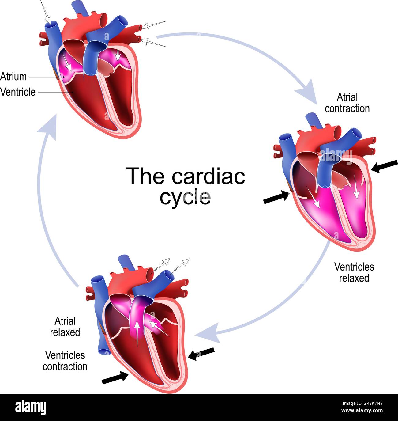 Fasi del ciclo cardiaco. Sezione trasversale del cuore umano. Illustrazione vettoriale Illustrazione Vettoriale