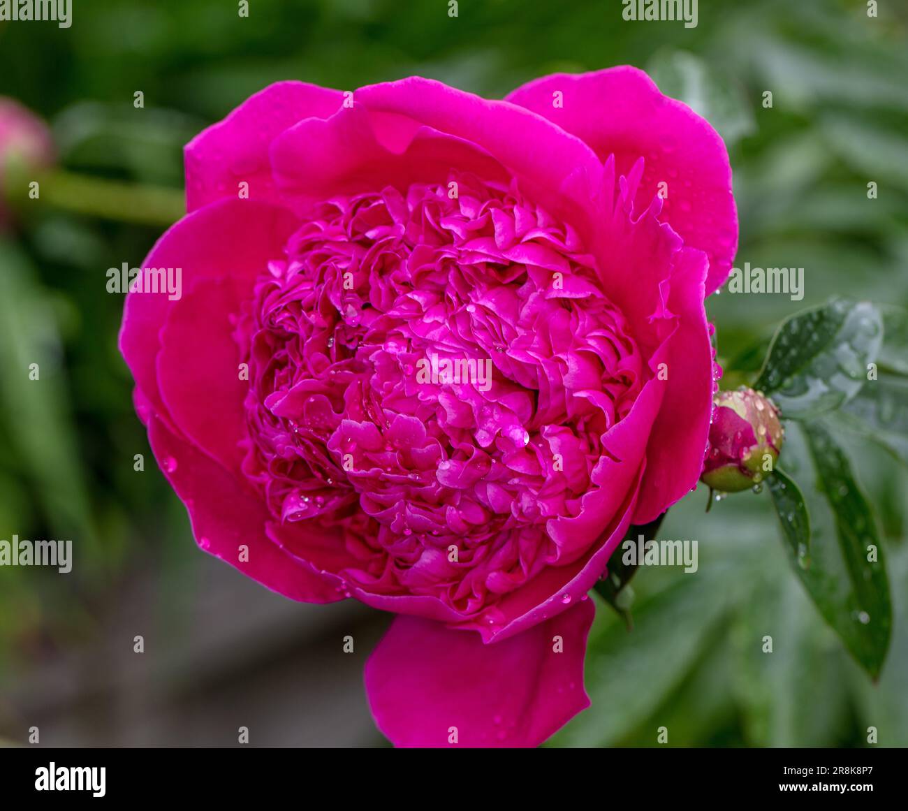 "Felix Crouss' giardino comune peonia, Luktpion (Paeonia lactiflora) Foto Stock