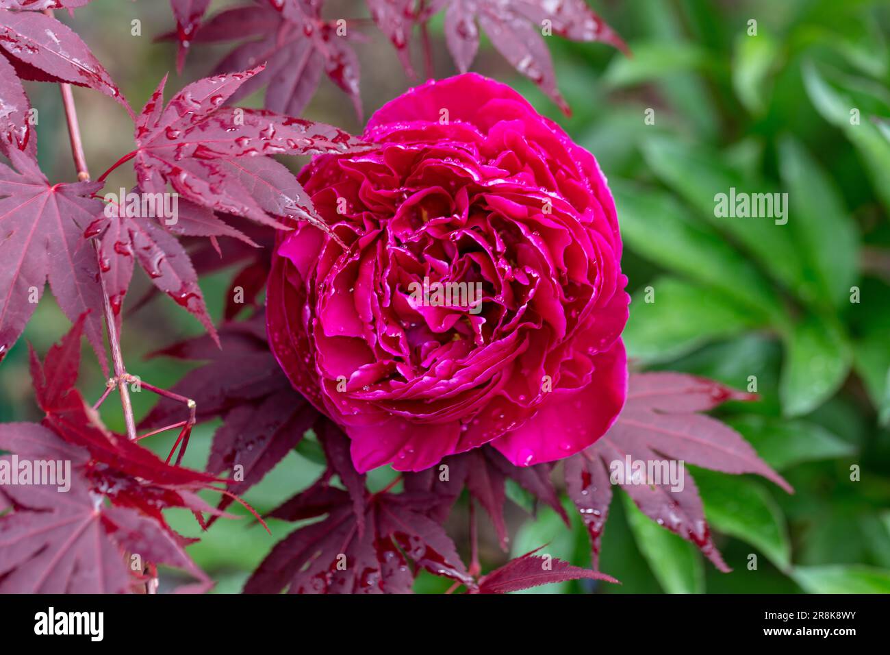 "Karl Rosenfield' giardino comune peonia, Luktpion (Paeonia lactiflora) Foto Stock