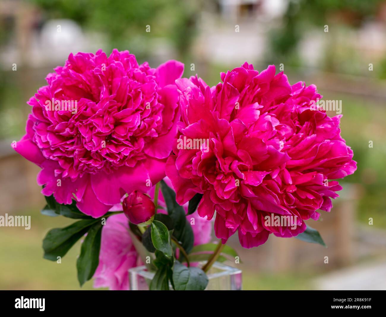 "Felix Crouss' giardino comune peonia, Luktpion (Paeonia lactiflora) Foto Stock