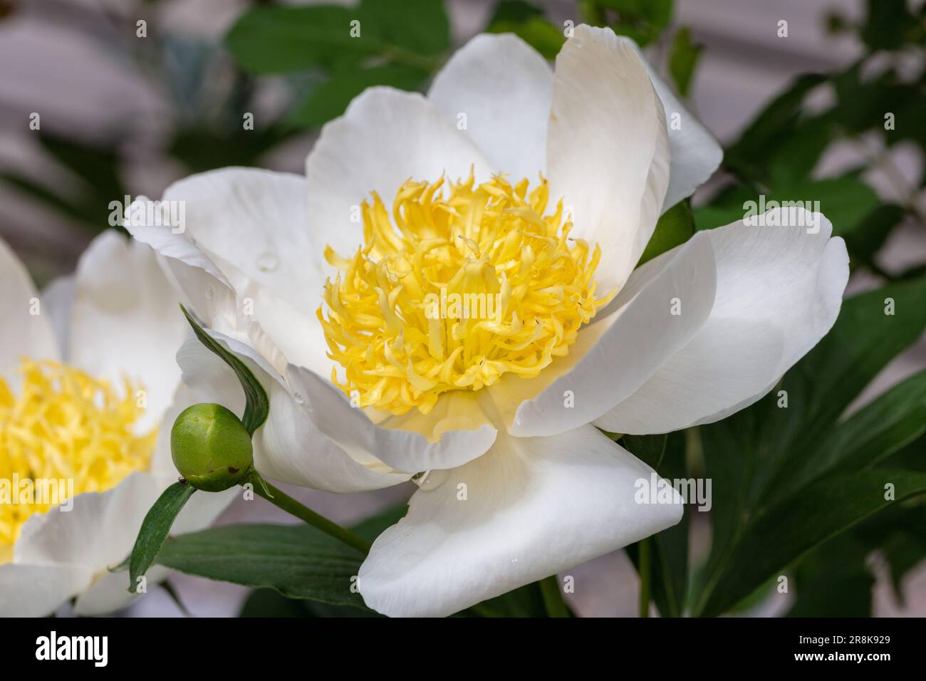 'Jan van Leeuwen' Pionia comune da giardino, Luktpion (Paeonia lactiflora) Foto Stock