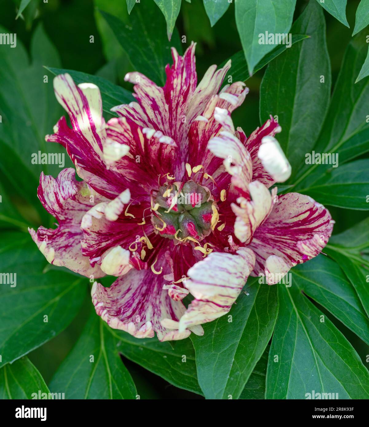 "All that Jazz" Itoh peony, Itoh-pion (Paeonia itoh ibrido) Foto Stock