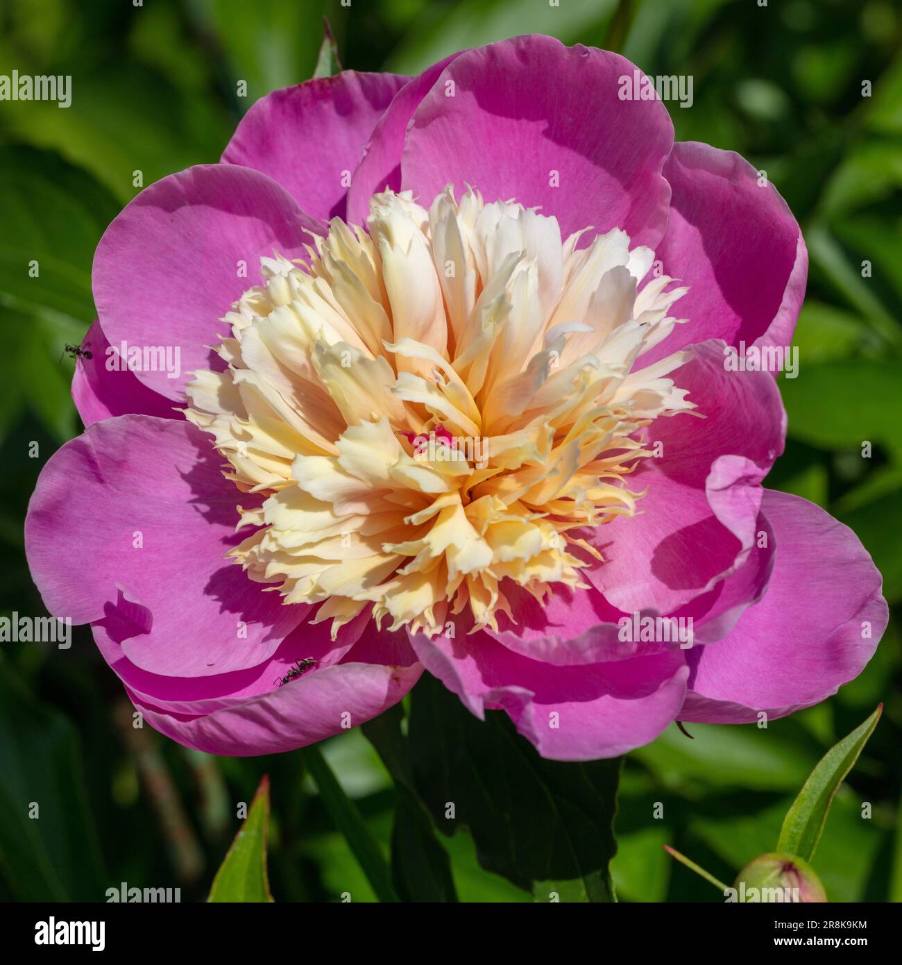 "Ciotola di bellezza' giardino comune peonia, Luktpion (Paeonia lactiflora) Foto Stock