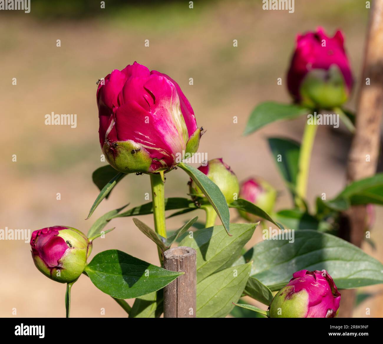 'Black Beauty' Peonia da giardino comune, Luktpion (Paeonia lactiflora) Foto Stock