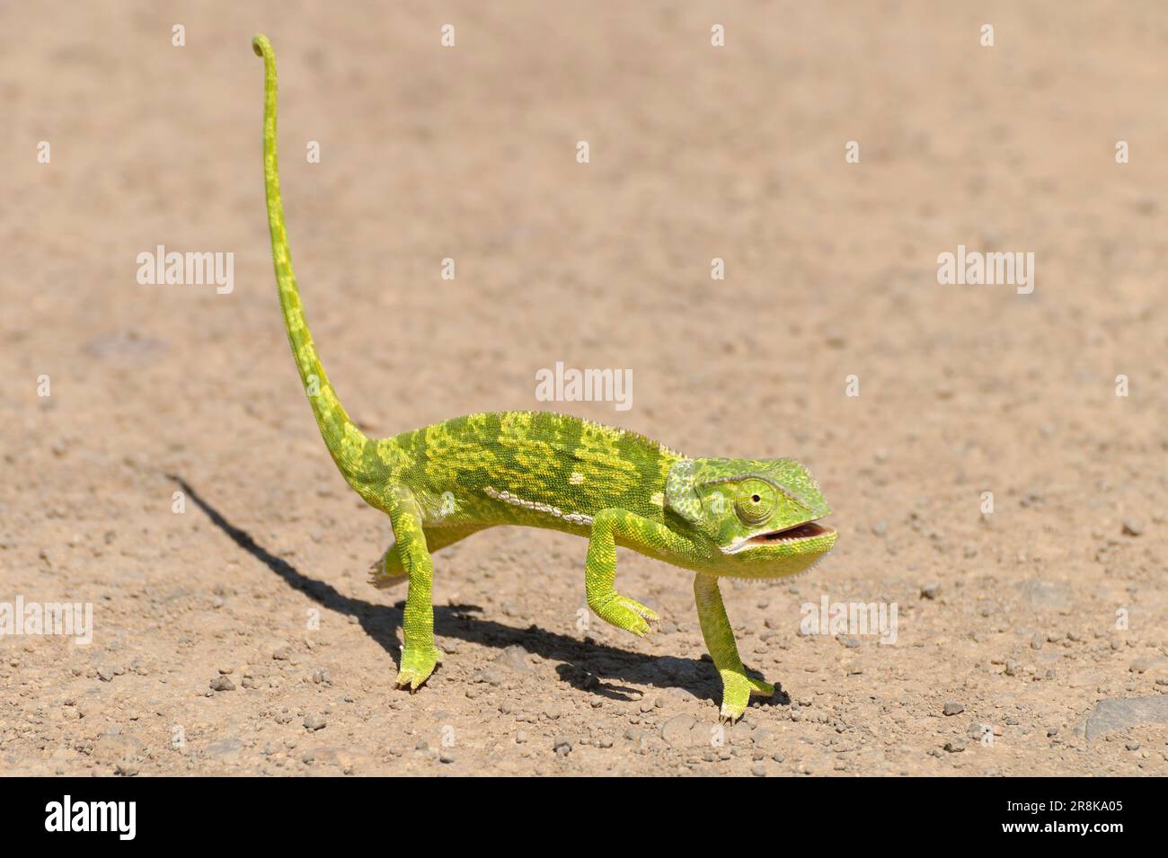 Chameleon attraversa la strada molto lentamente Foto Stock