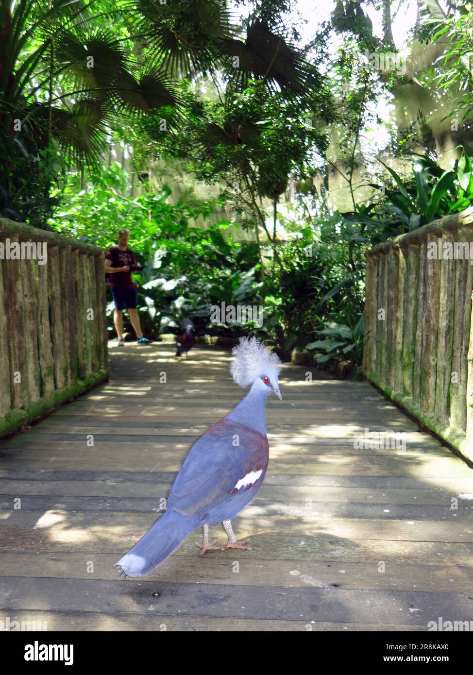 Piccione coronato Victoria (Goura victoria), mostra foreste fragili, Zoo di Singapore. No MR o PR Foto Stock