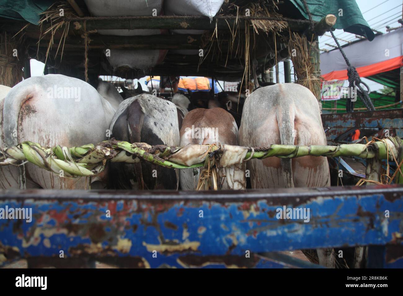 Dhaka, Bangladesh.il 20 giugno 2023 . Le mucche in un camion aspettano lo scarico in un mercato di bestiame prima dell'imminente Eid al-Adha, a Dacca, Bangladesh Foto Stock