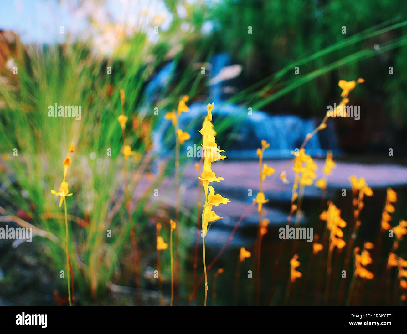 Fiori gialli con cascata sullo sfondo, il Kimberley Western Australia Foto Stock