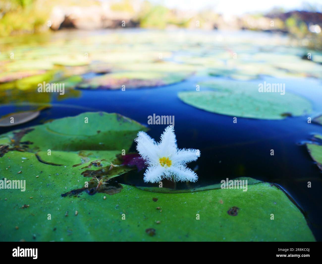 Fiore d'acqua in fiore, Kimberley Western Australia Foto Stock