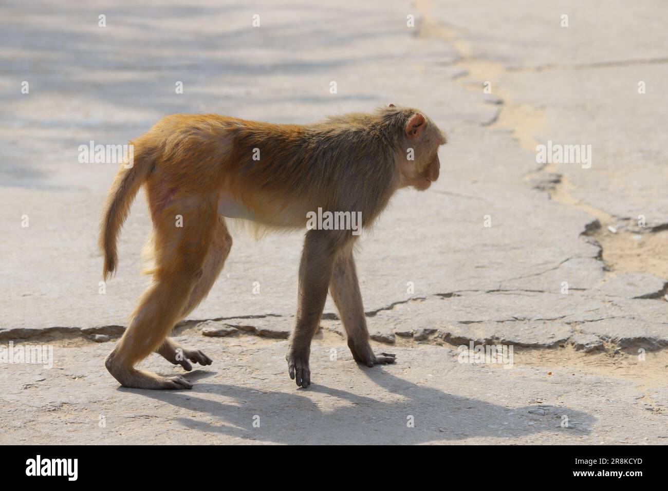 Jaipur Rajasthan Foto Stock