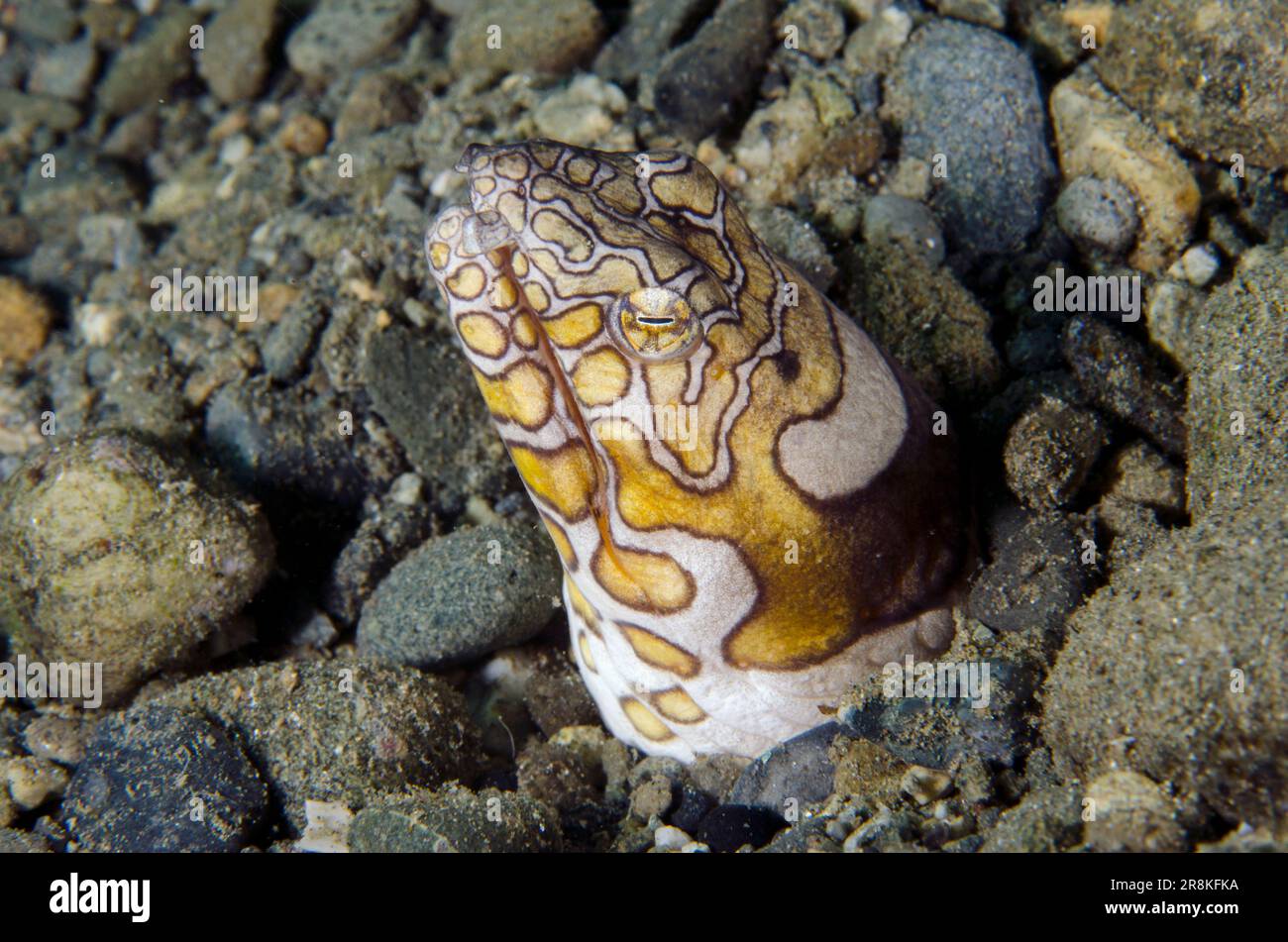 Anguilla di Napoleone, Ophichthus bonaparti, in buca, sito di immersione Laha, Ambon, Maluku, Indonesia, banda Sea Foto Stock