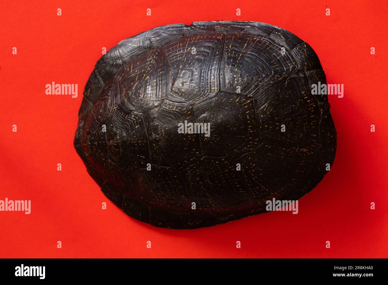 guscio di tartaruga su uno sfondo isolato Foto Stock