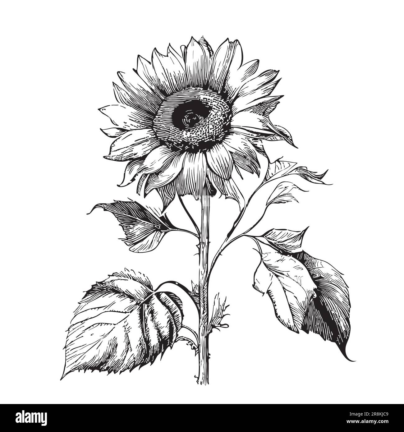 Disegno di girasole disegnato a mano in un'illustrazione di stile doodle Illustrazione Vettoriale