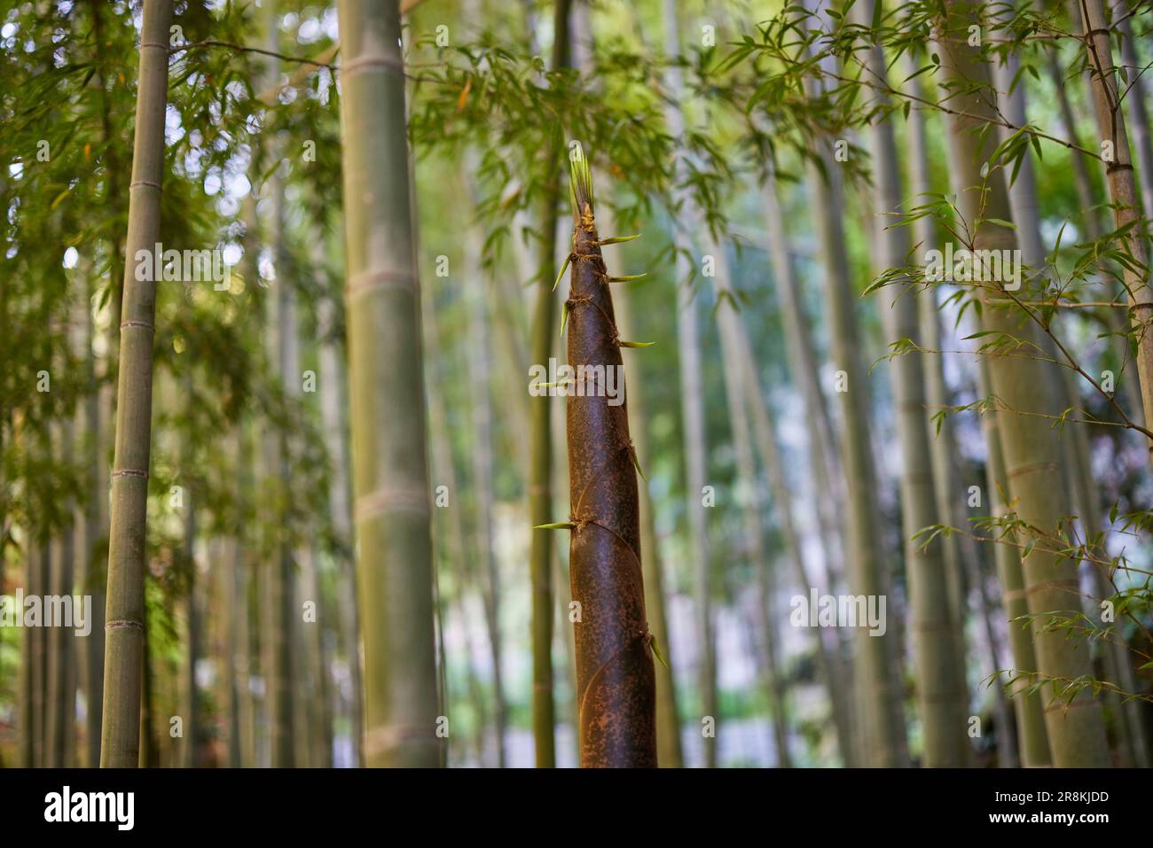 Sparare di bambù da grande Foto Stock