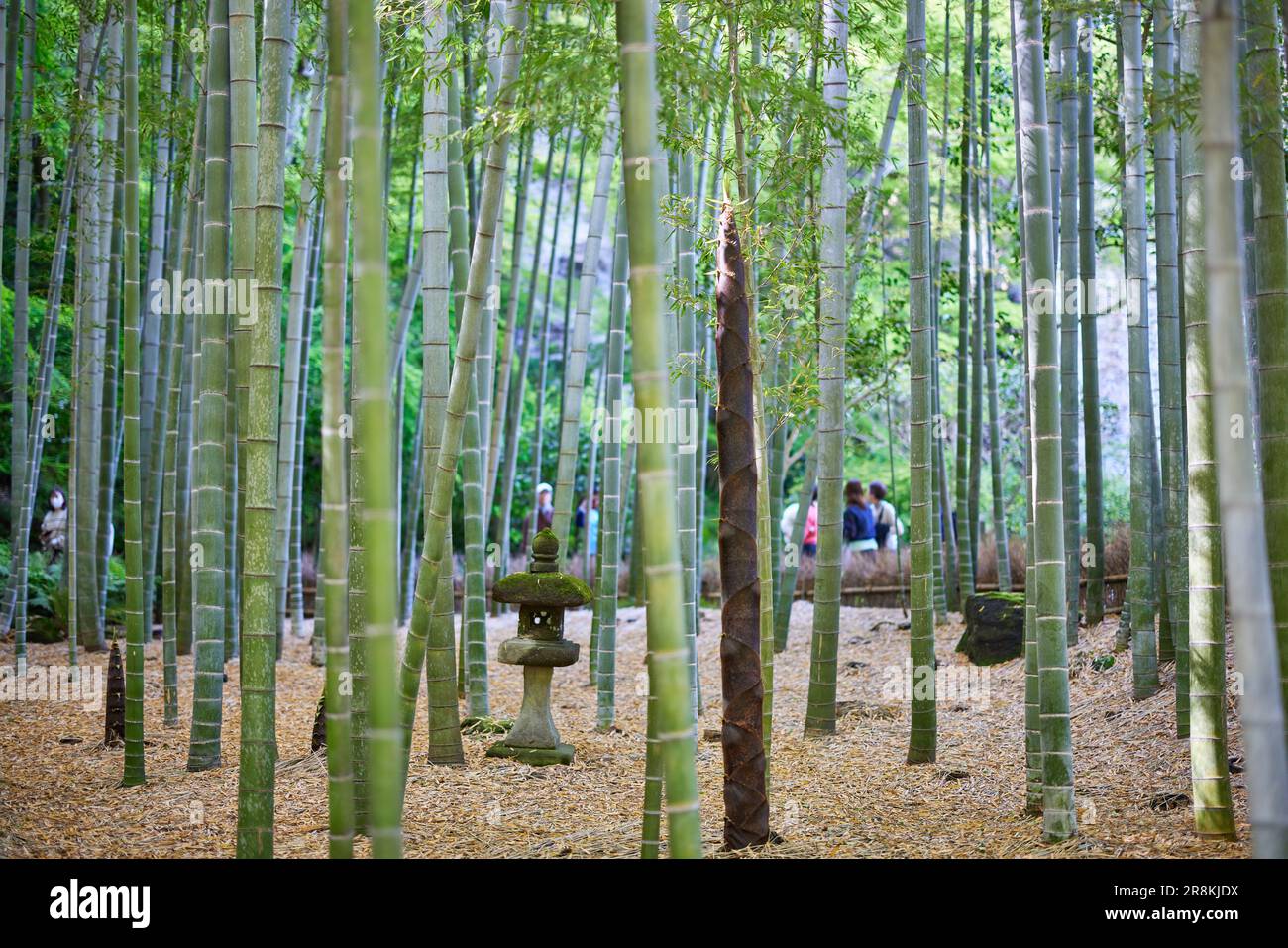 Sparare di bambù da grande Foto Stock