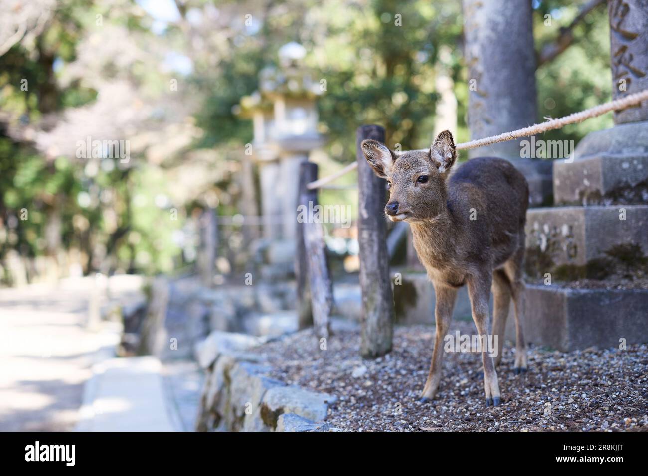 Cervi nel Parco di Nara, Prefettura di Nara, Giappone Foto Stock