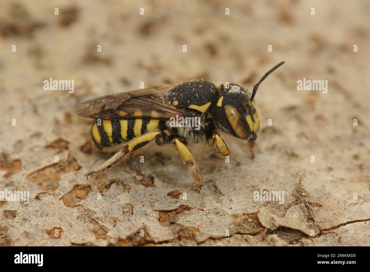 Particolare closeup di una femmina del Woolcarder Bee fiorentino, Anthidium florentinum seduta su legno Foto Stock