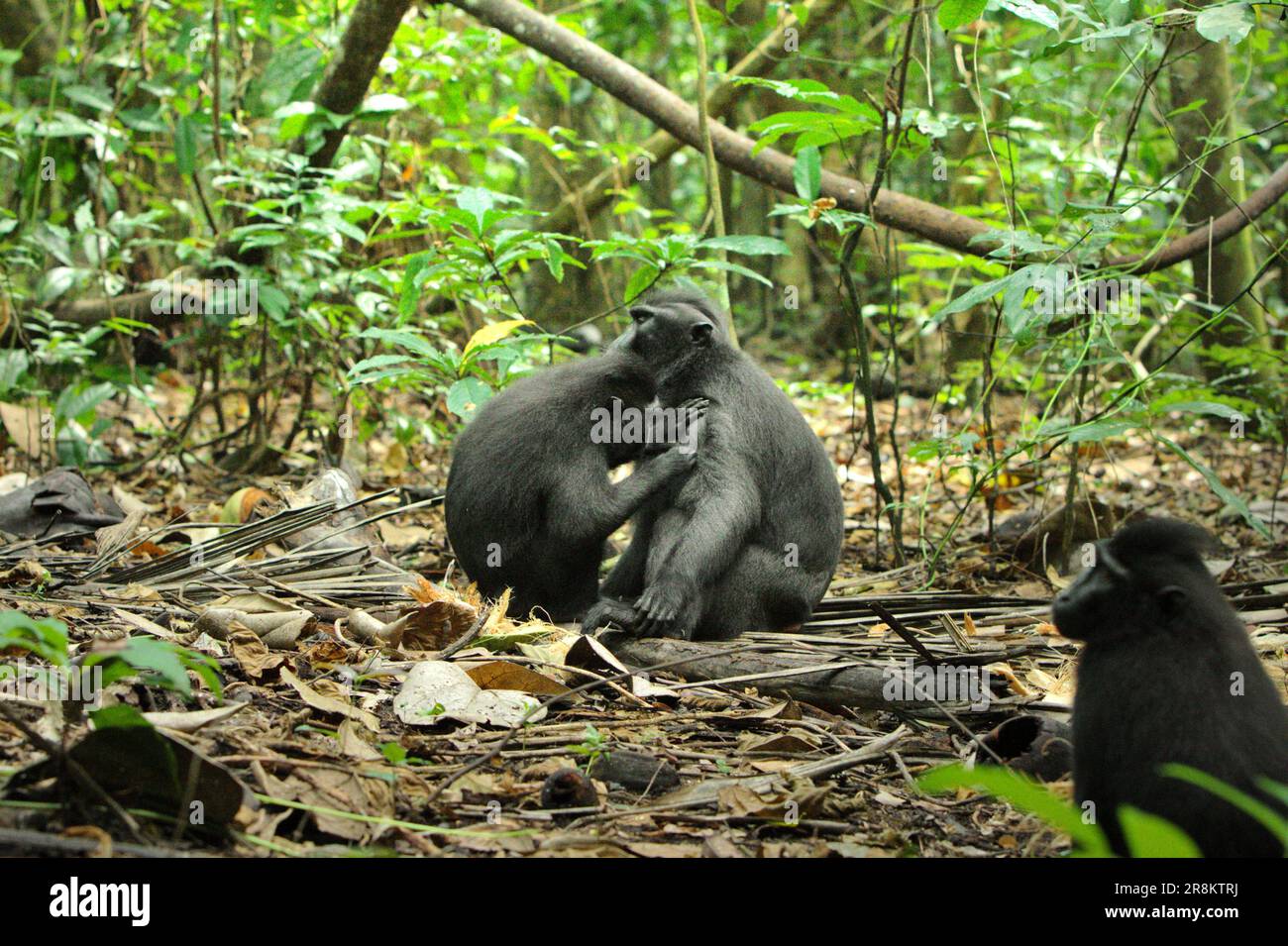 Un macaco cebeles crested (Macaca nigra) è governato da un altro individuo come atto di socializzare tra questi primati endemici, come visto nella riserva naturale di Tangkoko, Sulawesi settentrionale, Indonesia. Essendo uno dei 25 primati più in pericolo sulla terra, si prevede che Macaca nigra si estingua nel 2050, secondo il sito web del progetto Macaca Nigra. La specie sta affrontando le minacce del bracconaggio, della perdita di habitat e del cambiamento climatico. Foto Stock