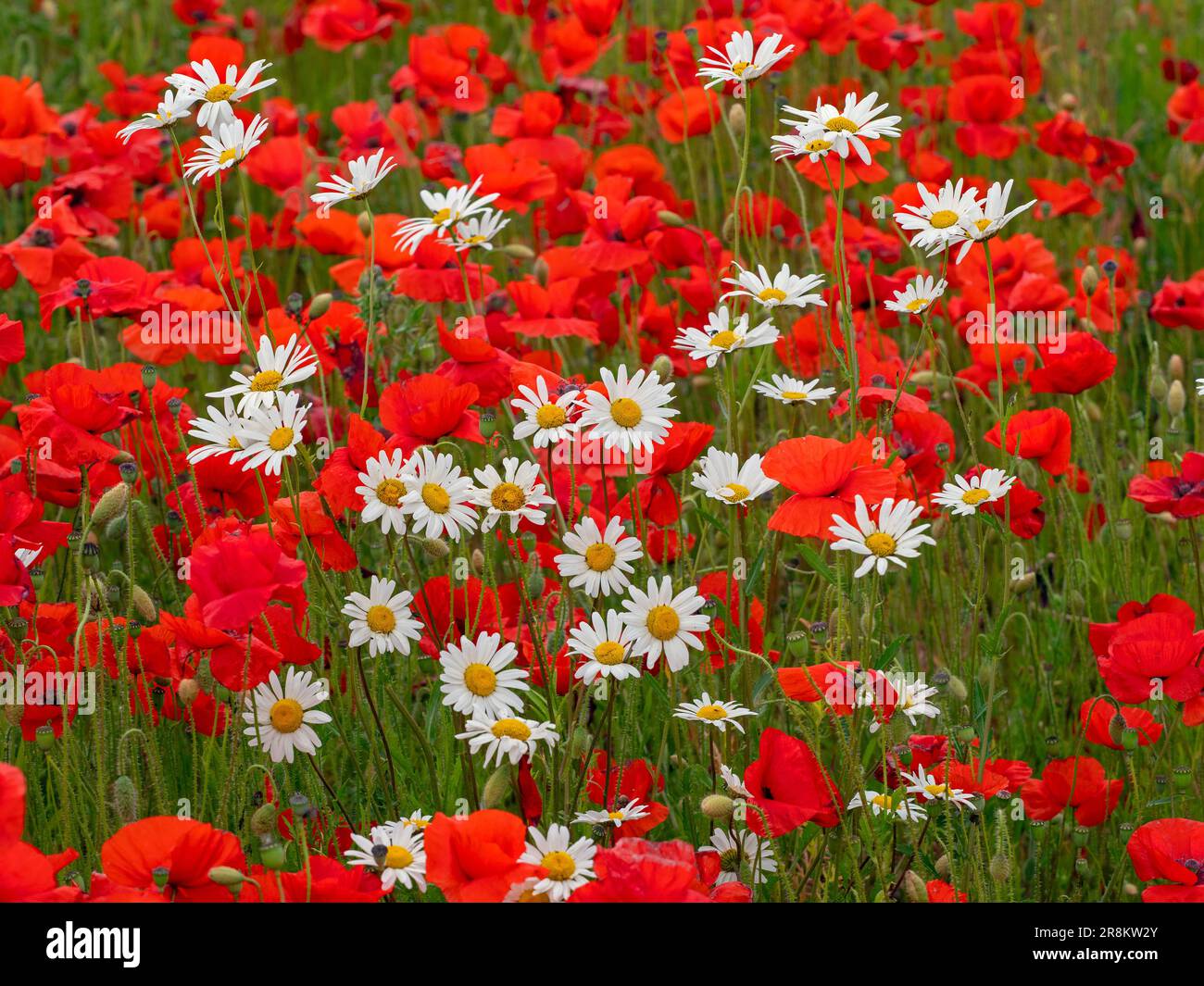 Papaver rhoeas - Poppie di mais e Ox-eye Daises Leucanthemum vulgare su campo margine fine giugno estate Nord Norfolk Foto Stock