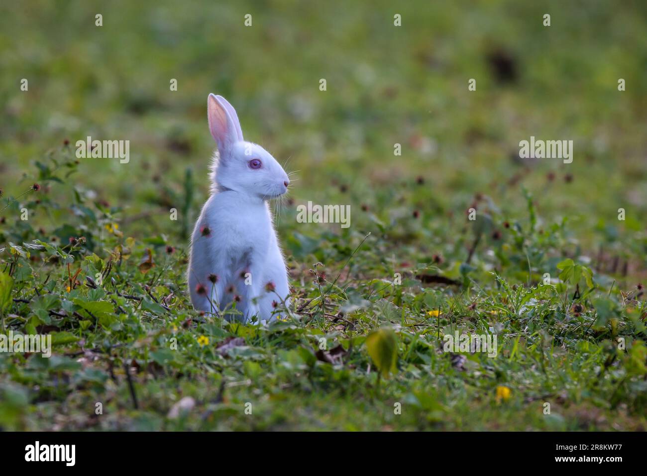 Un coniglio bianco carino con occhi rossi seduti da soli in un campo d'erba Foto Stock