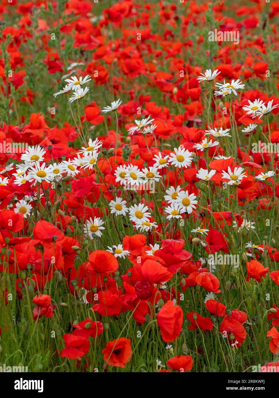 Papaver rhoeas - Poppie di mais e Ox-eye Daises Leucanthemum vulgare su campo margine fine giugno estate Nord Norfolk Foto Stock