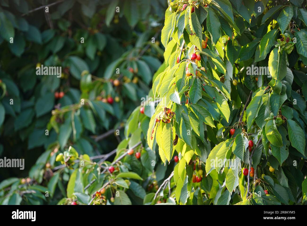 Ciliegie rosse su un albero. Ciliegie mature. Ciliegie succose che crescono su un ciliegio. Foto Stock