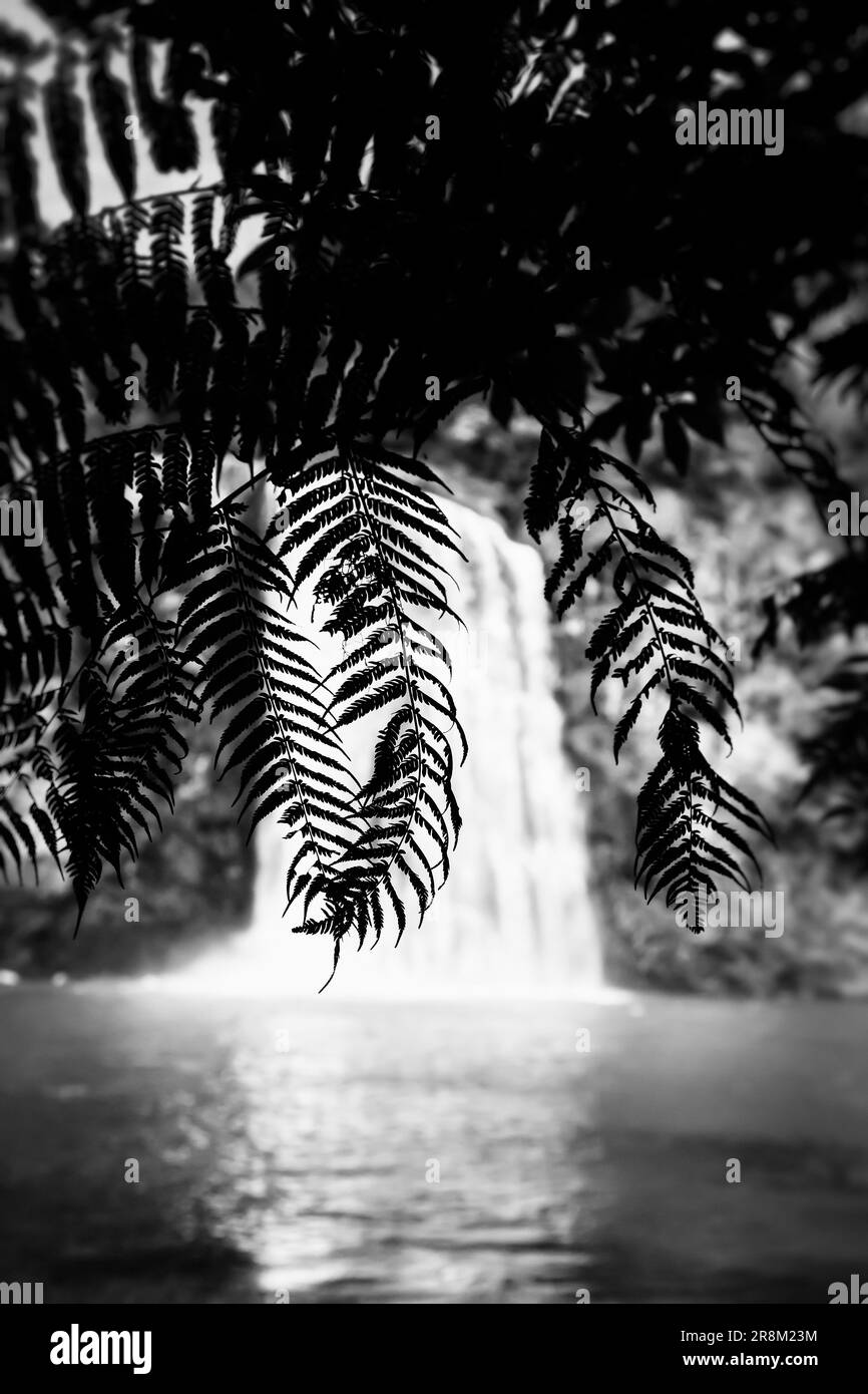 cascata tra felci Foto Stock