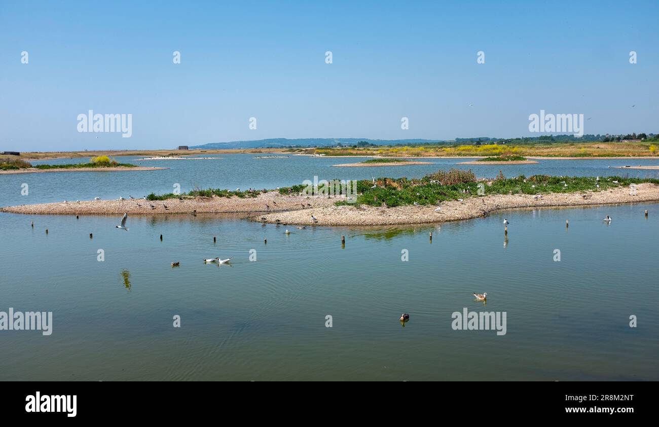 Rye East Sussex , Inghilterra Regno Unito - gabbiani dalla testa nera (Chroicocephalus ridibundus) con pulcini che si riproducono su un'isola della riserva naturale di Rye Harbour Foto Stock