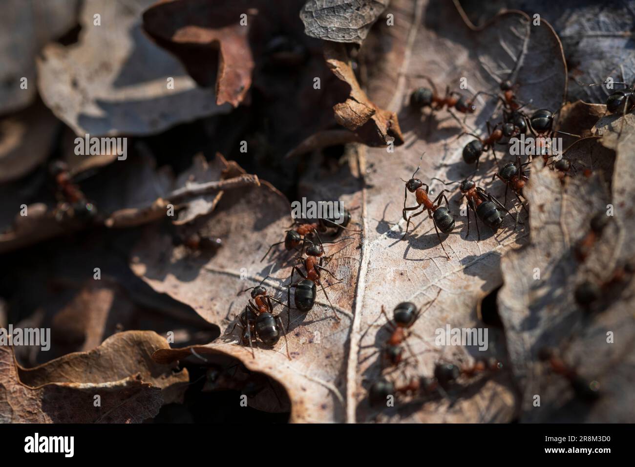 Primo piano di branchi di formiche su foglie morte Foto Stock