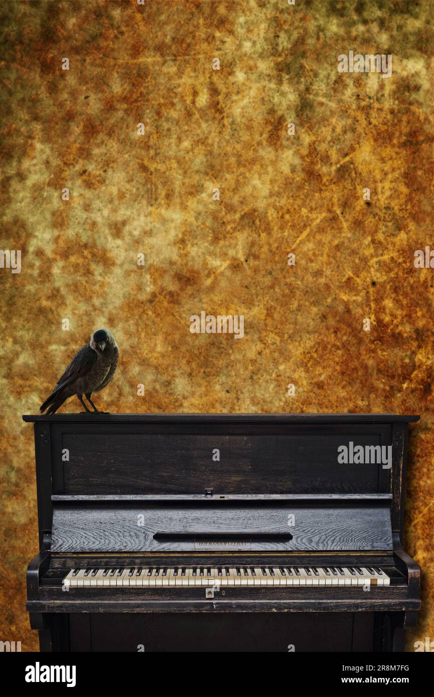 un corvo nero in piedi su un vecchio pianoforte Foto Stock