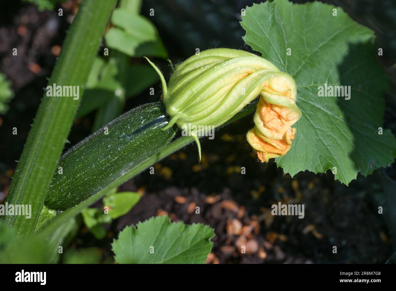 Zucchine verdi con fiori d'arancio, coltivate nell'orto per alimenti sani e biologici, spazio copia, focus selezionato, profondità ridotta Foto Stock