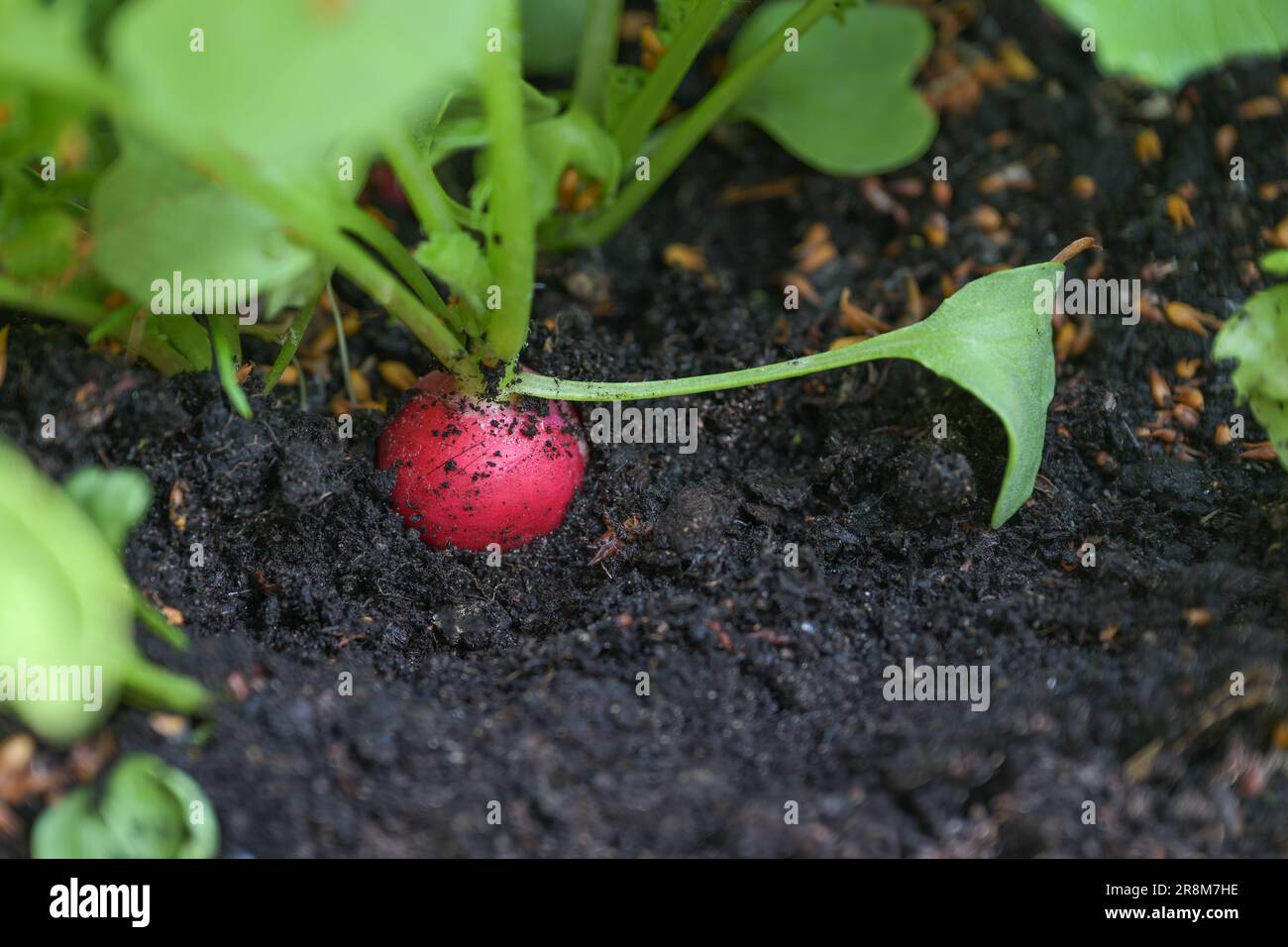 Ravanello rosso con foglie verdi nel terreno scuro, maturo e pronto per la raccolta, verdura facile da coltivare in un letto da giardino o in una vasca sul balcone, Foto Stock