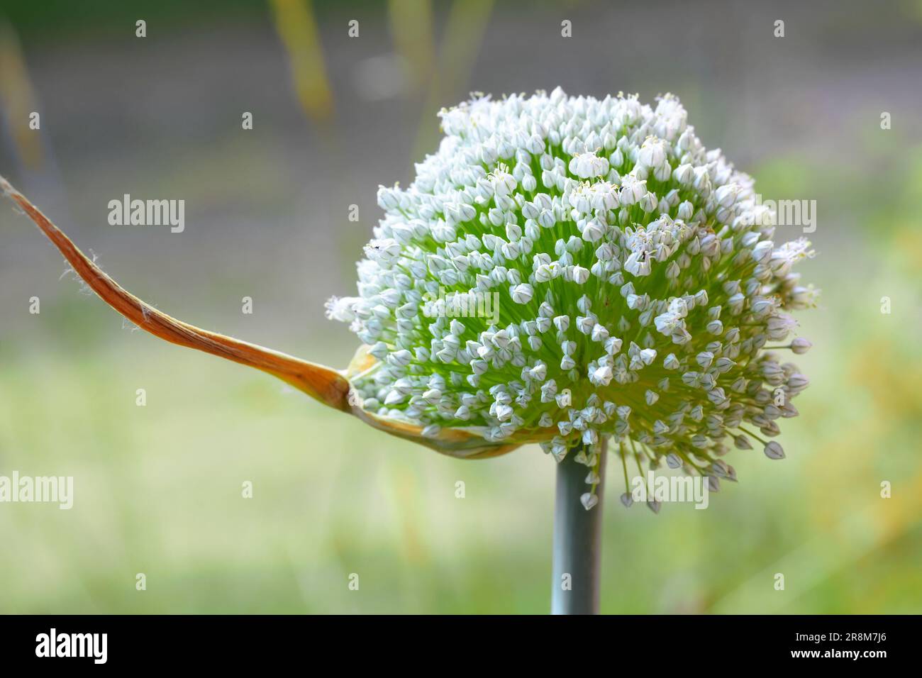Palla di infiorescenza di porro con molti piccoli fiori bianchi, piante ornamentali decorative non solo in orto, spazio copia, fuoco selezionato, stretto Foto Stock
