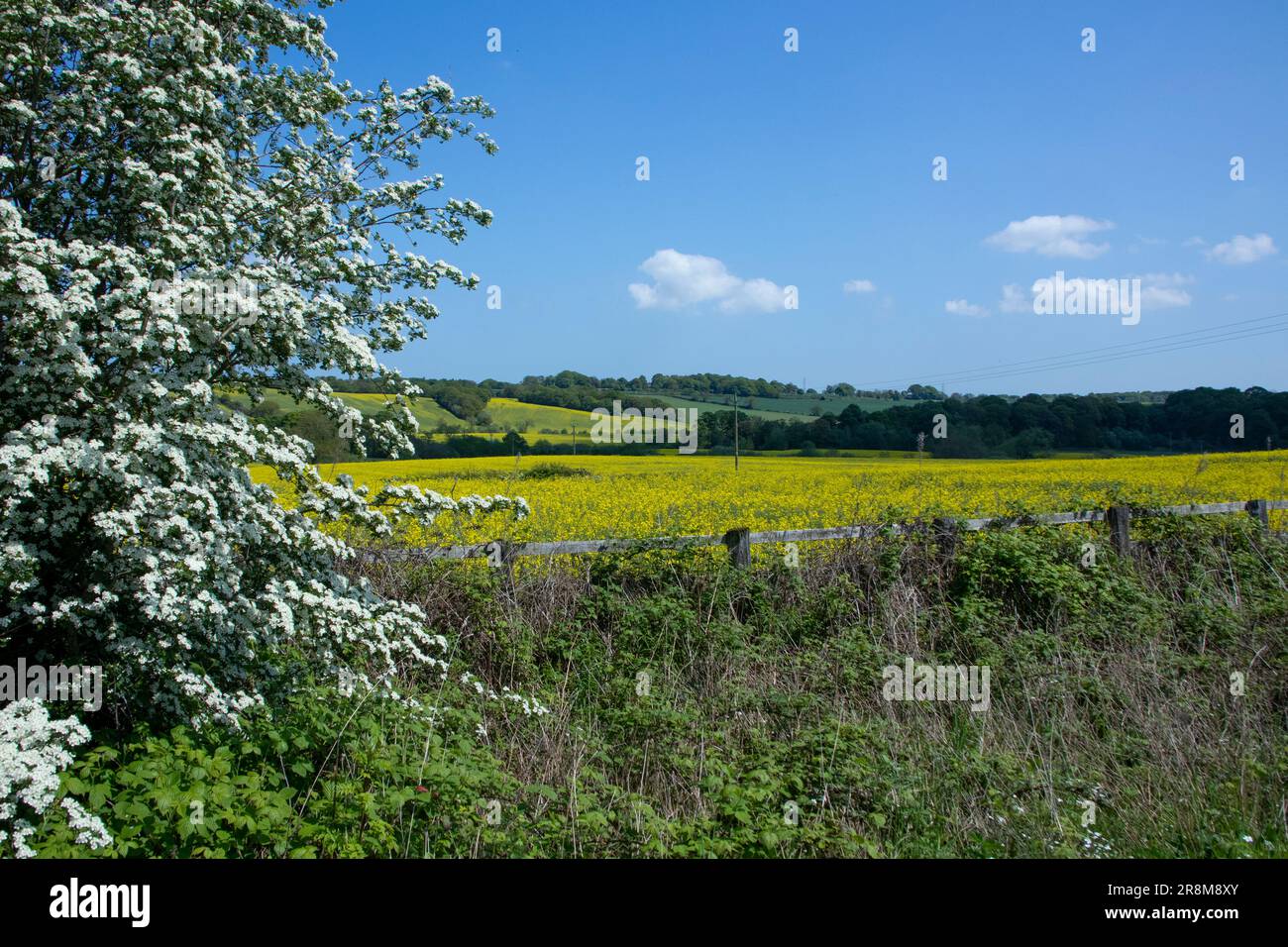 Vista sulla Lanchester Valley all'inizio dell'estate Foto Stock