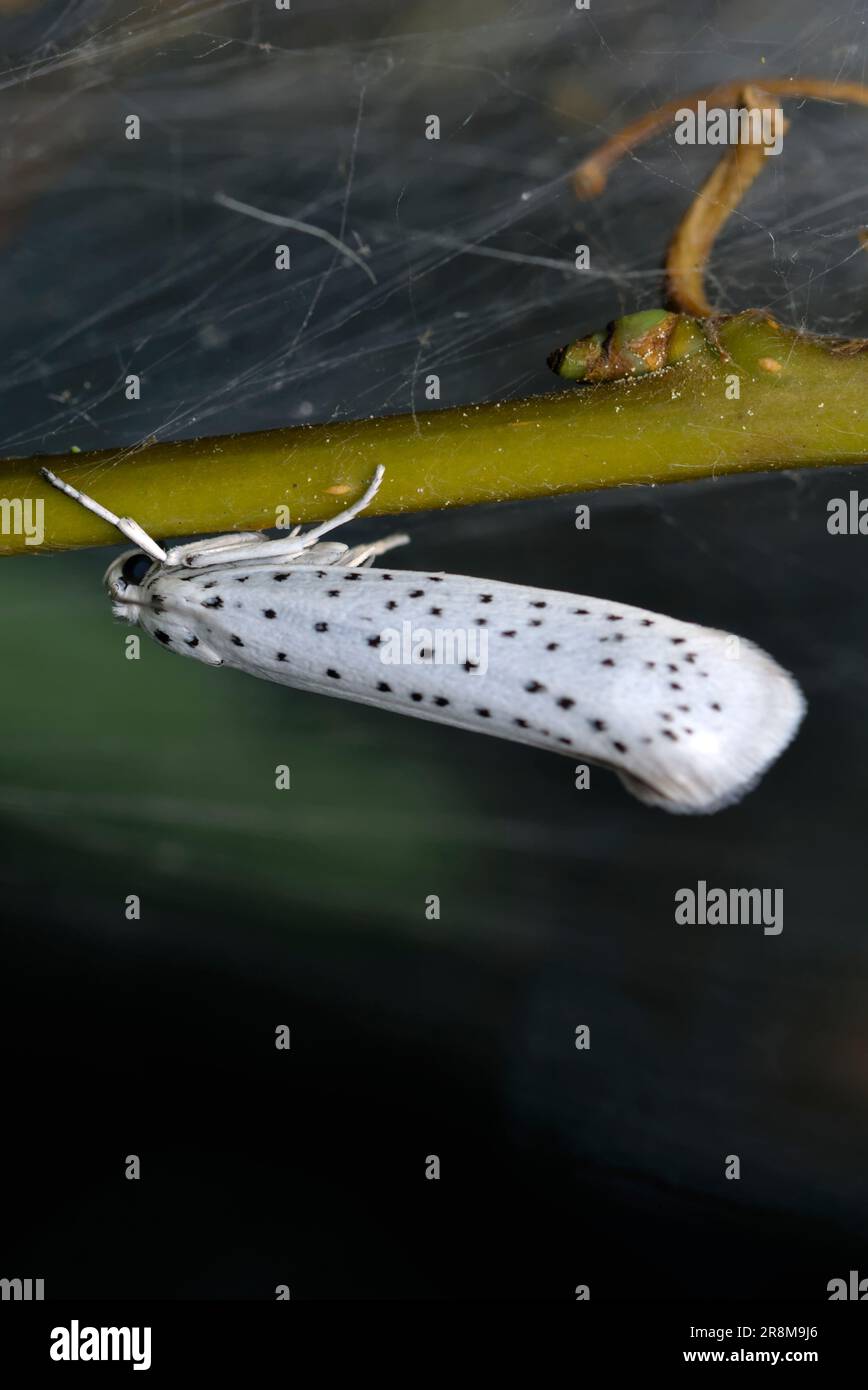 Singolo uccello-ciliegia Ermine falena (Yponomeuta evonymella) strisciante su una foglia, macro fotografia, insetti, natura, biodiversità Foto Stock