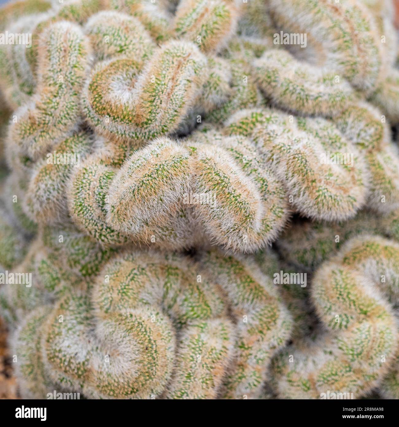 Primo piano di un critico maturo di Parodia leninghausii. Comunemente chiamato Limone Ball Cactus Foto Stock