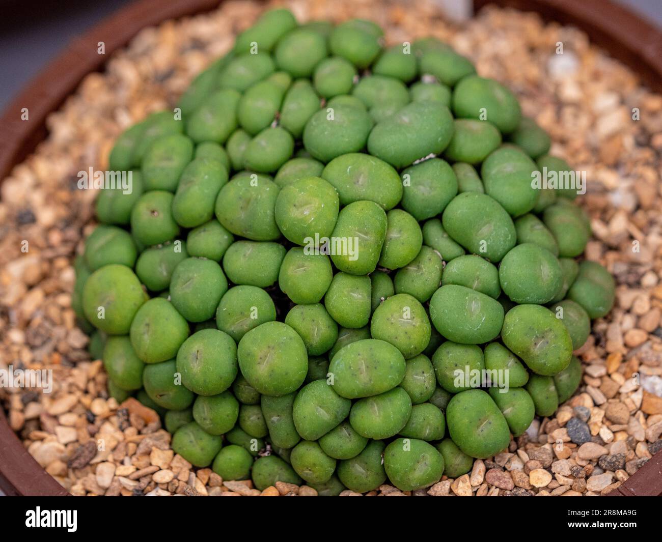 Primo piano di Conophytum minutum var. I pearsonii comunemente chiamati ciottoli viventi che crescono in una pentola. Foto Stock