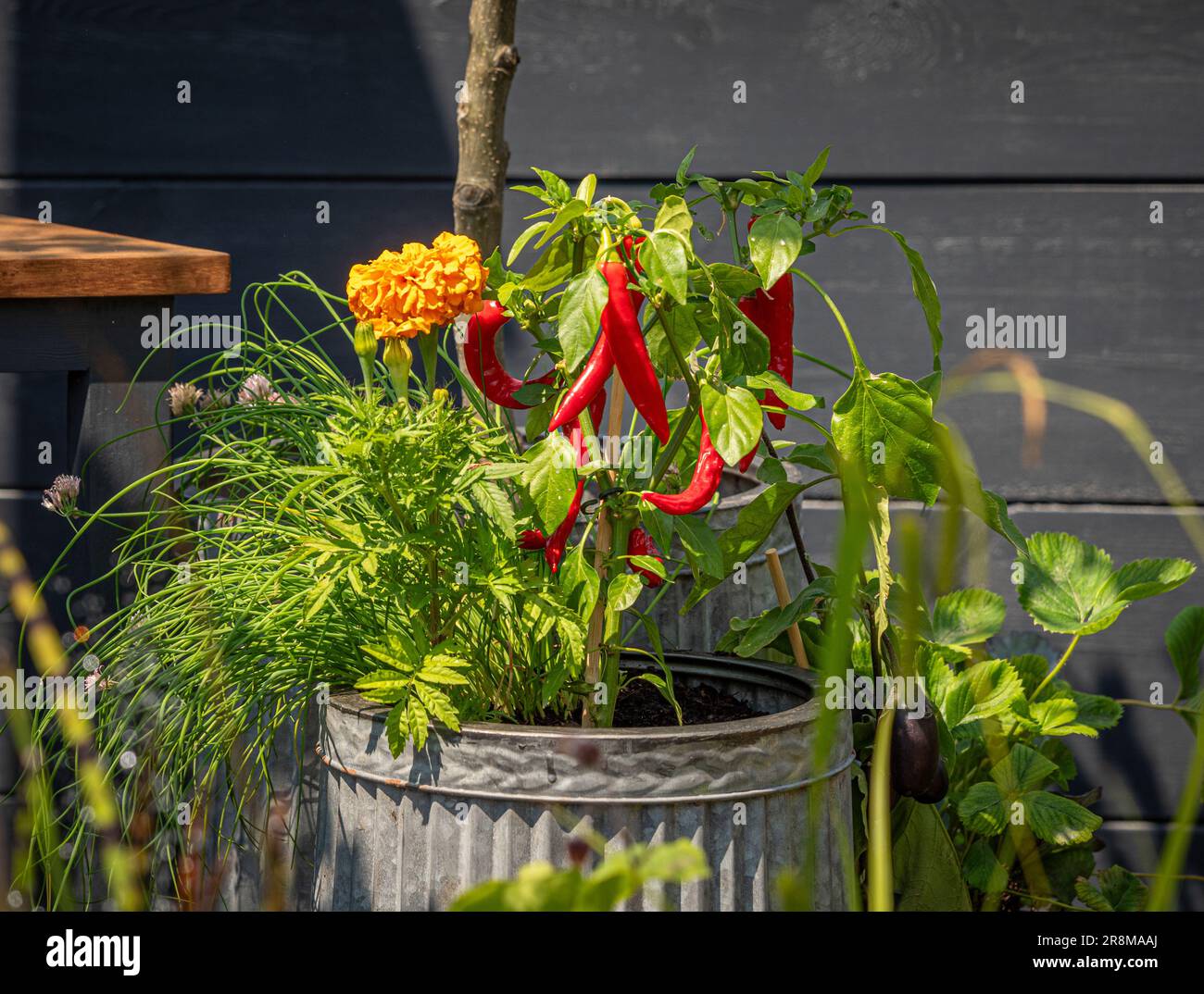 Peperoncino rosso che cresce in un contenitore di metallo con calendule e erba cipollina in un giardino del Regno Unito. Foto Stock