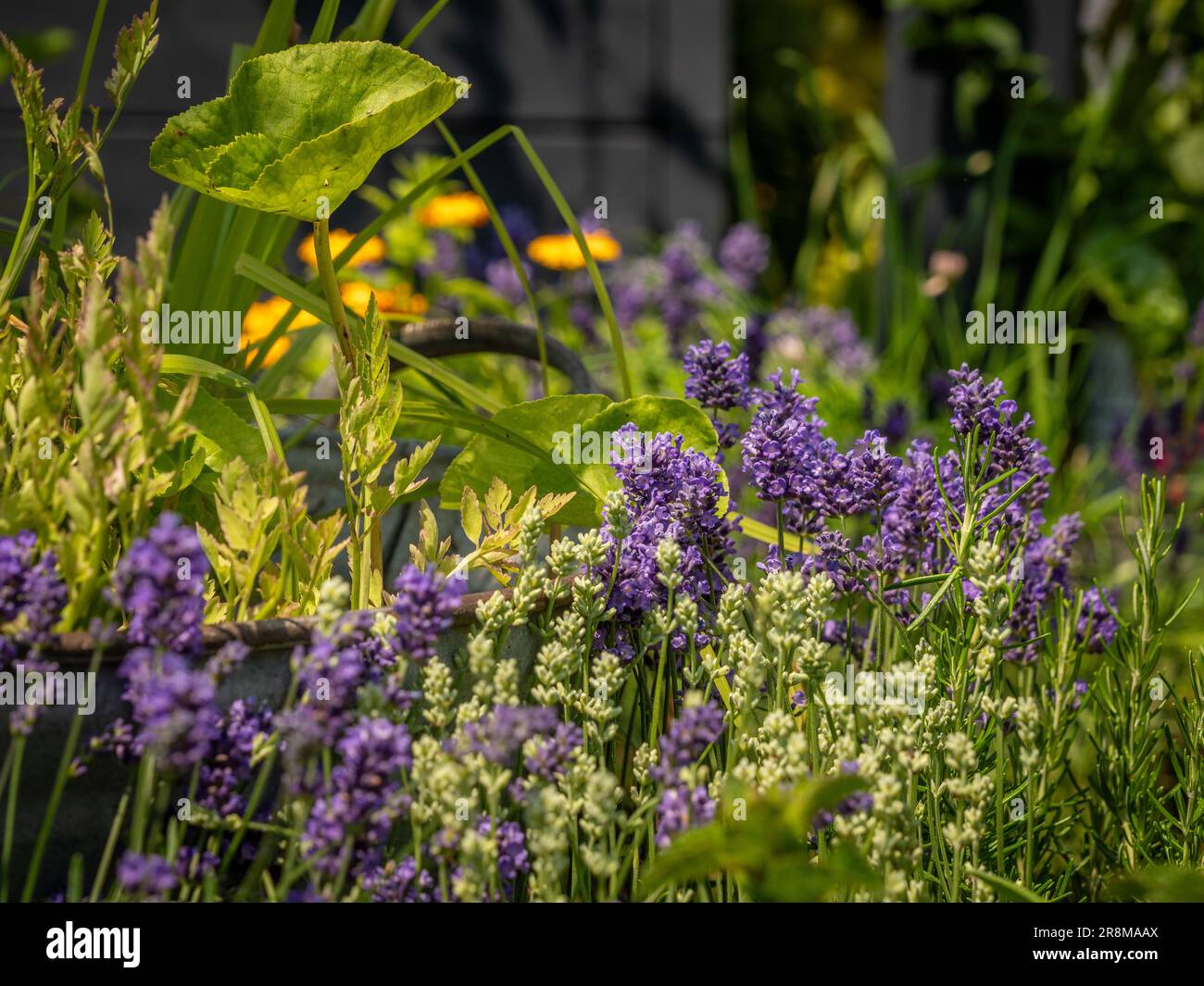 Lavanda bianca e viola che cresce in un giardino di erbe in estate. Foto Stock