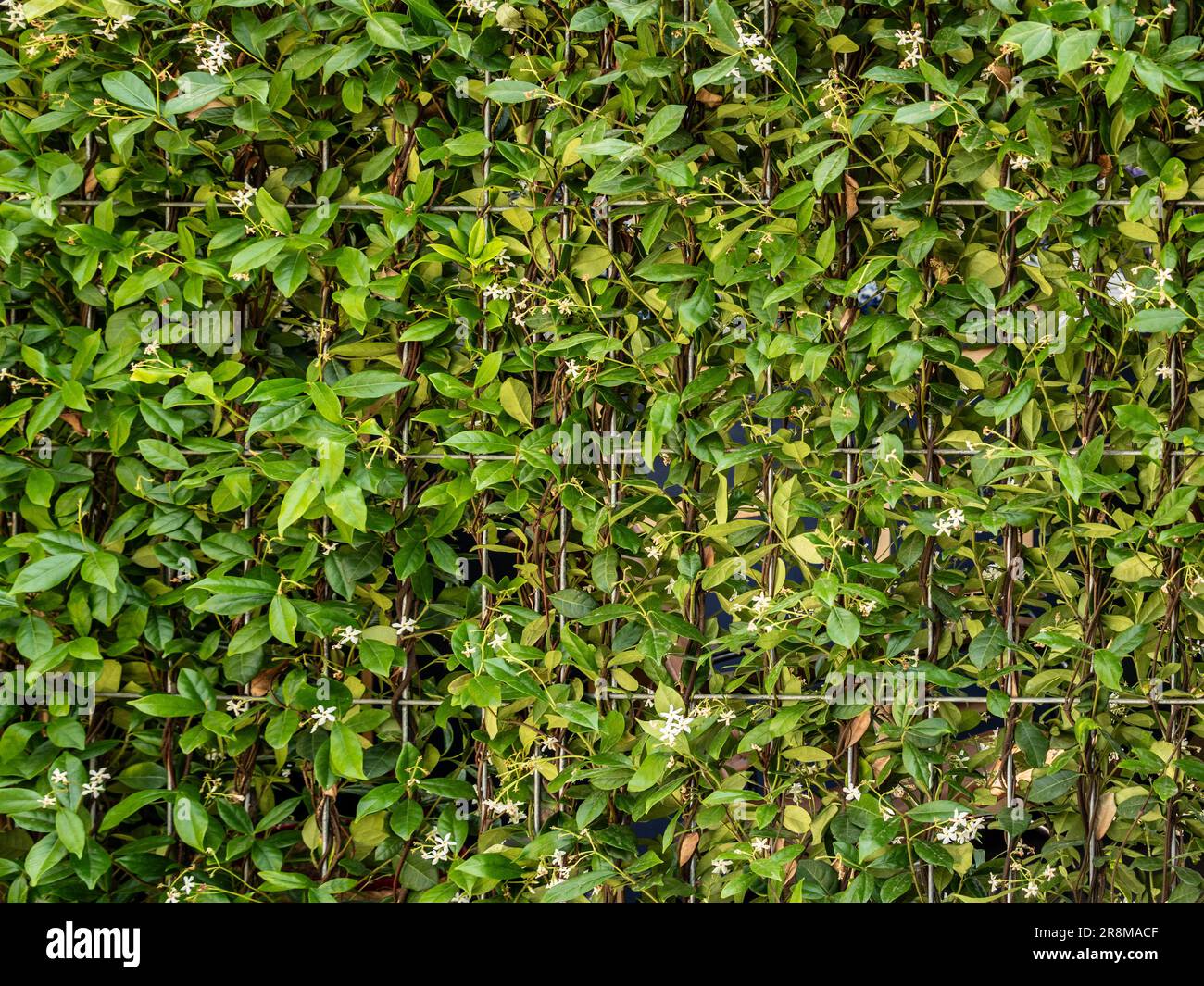 Jasmine Trachelospermum che cresce su un pannello a griglia metallica in un giardino del Regno Unito. Foto Stock