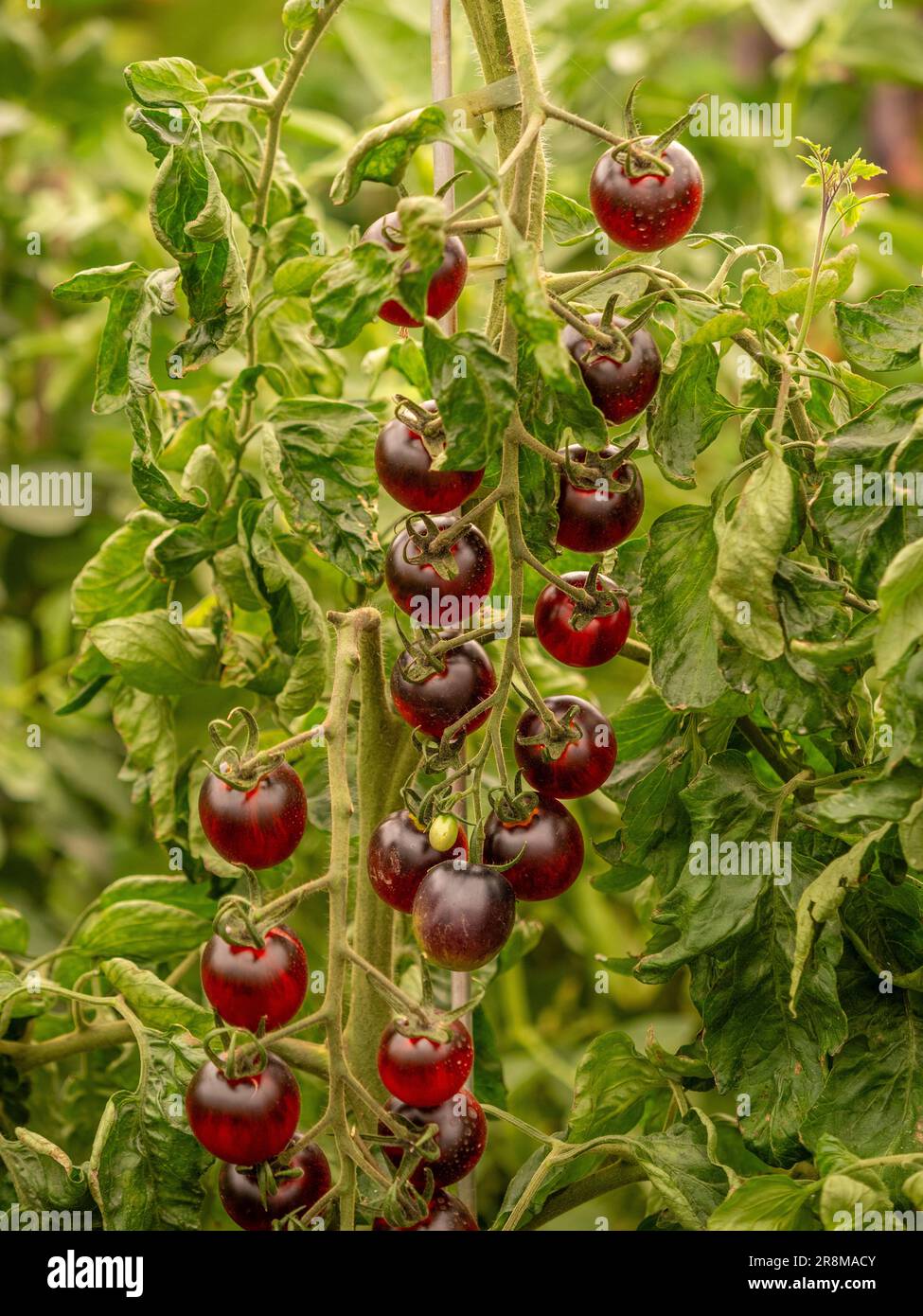 I frutti rossi e neri di Tomato Black Moon appesi in lunghe vigne della pianta Foto Stock