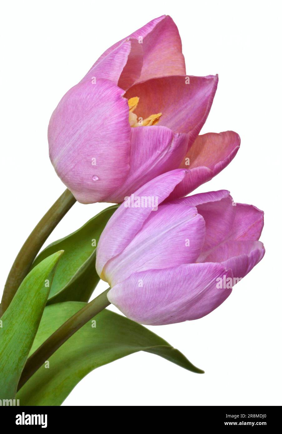 Tulipani rosa Foto Stock