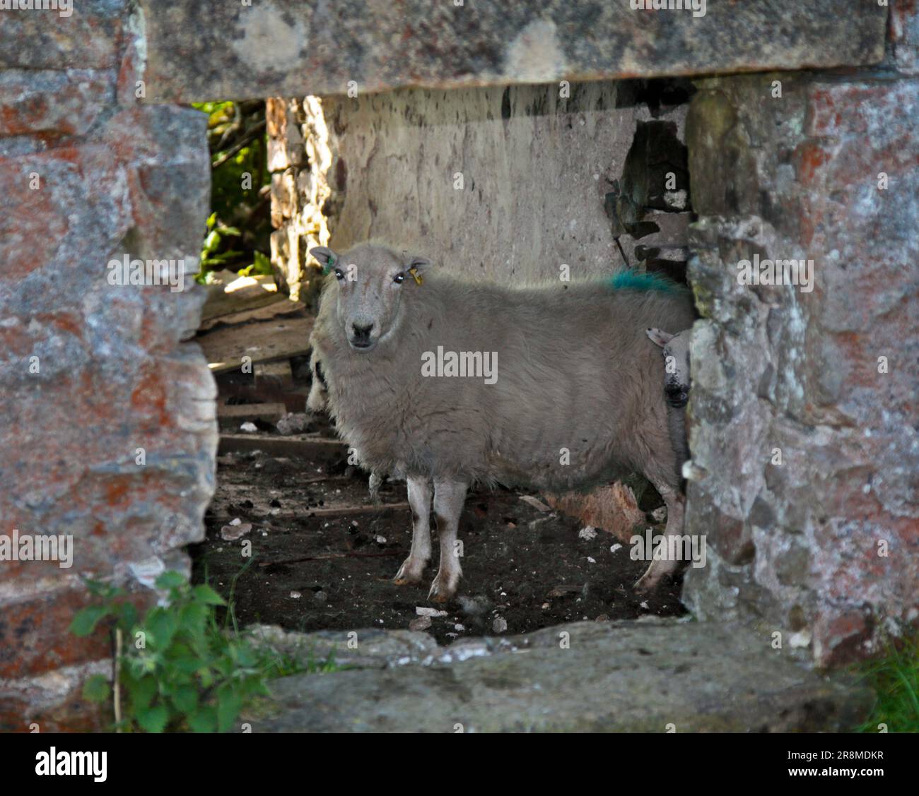 Sheep in House Ruin, Minera Mountain, Coedpoeth, Galles Foto Stock
