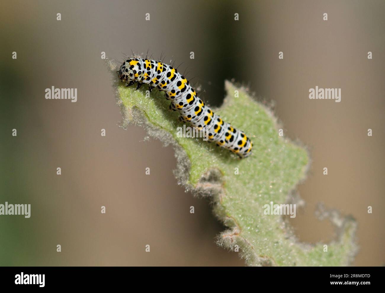 Mullein Moth Caterpillar (cucullia verbasci) nello stabilimento di Mullein Foto Stock