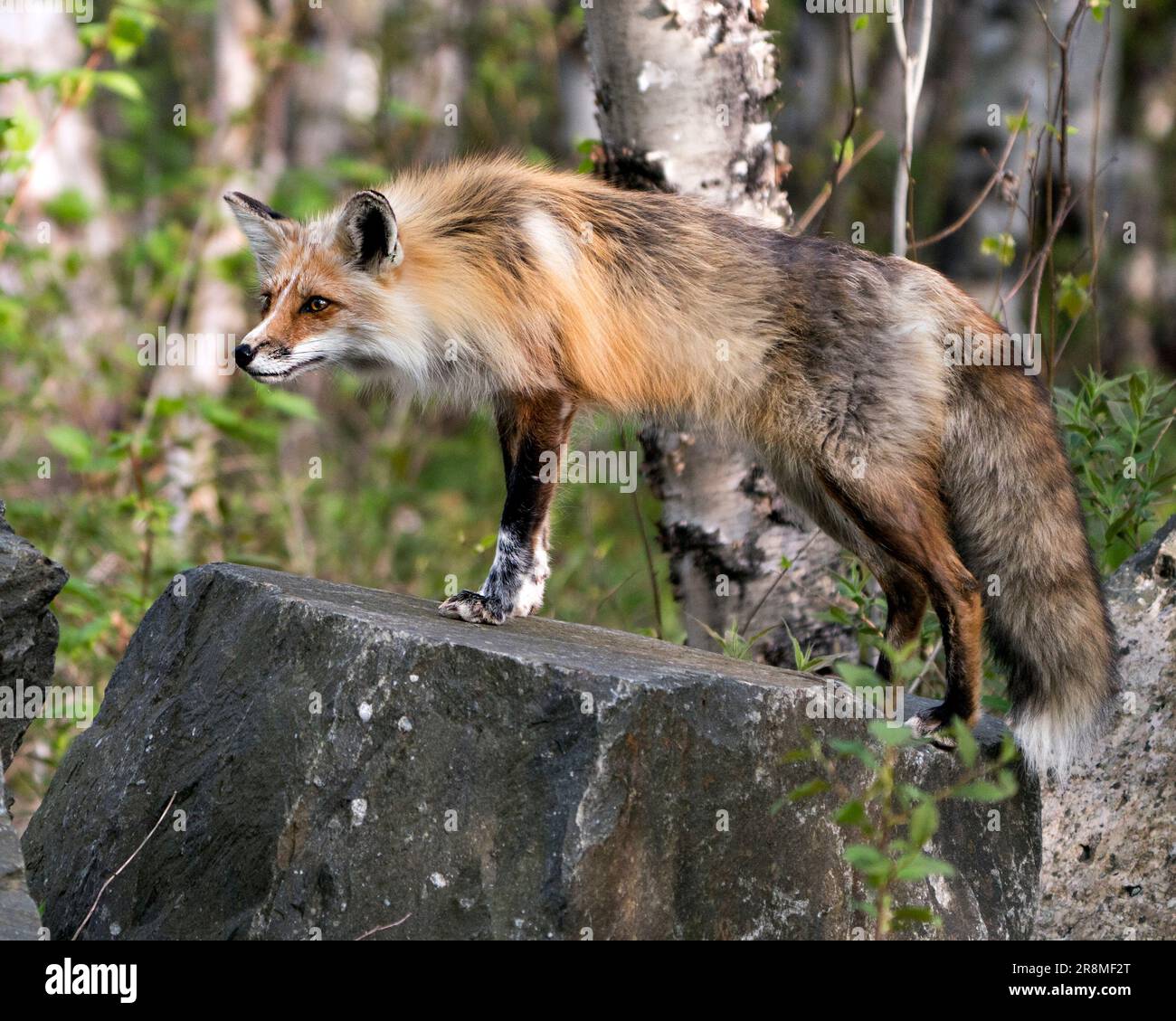 Primo piano della volpe rossa su una grande roccia con sfondo forestale nel suo habitat e ambiente. Fox Picture. Ritratto. Foto Stock