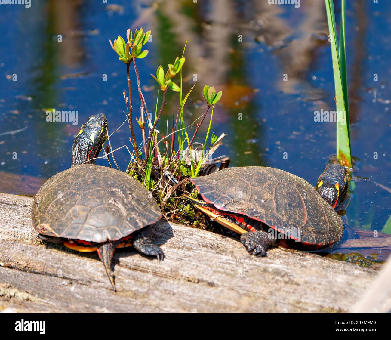 Durante la stagione degli accoppiamenti, la tartaruga dipinta si accoppia con la vista posteriore poggia su un tronco con vegetazione e fondo idrico nel loro ambiente e habitat. Foto Stock