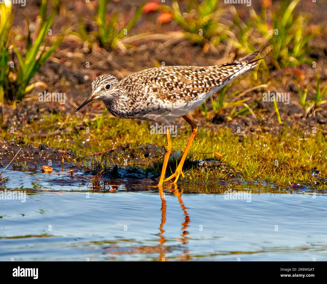 Vista laterale del Sandpiper comune primo piano per il cibo nel suo ambiente paludoso e habitat circostante. Foto Sandpiper. Foto Stock